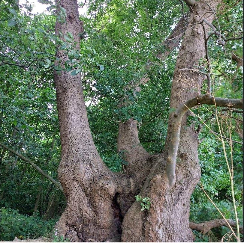 An old broad tree with green leaves